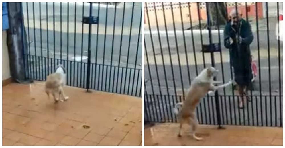 Una perrita se muestra desesperada cada vez que ve que el vagabundo se acerca