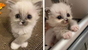 Adoptan a la gatita que fue rescatada junto a sus 2 hermanitos