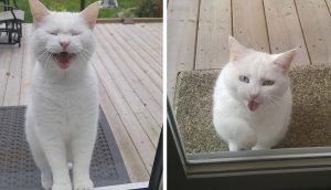 Amorosa gatita toca la puerta de sus vecinos confiando en que puedan ayudarla
