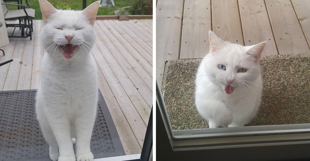 Amorosa gatita toca la puerta de sus vecinos confiando en que puedan ayudarla