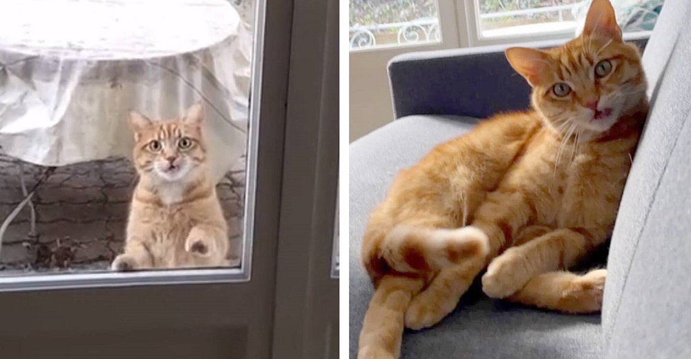 Un curioso gato recorre una casa cuando dejaron la puerta abierta y las visitas continúan