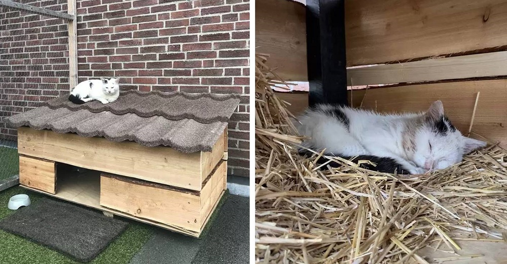 Gatito agradece la casa especial que le construyeron después de años sobreviviendo en la calle