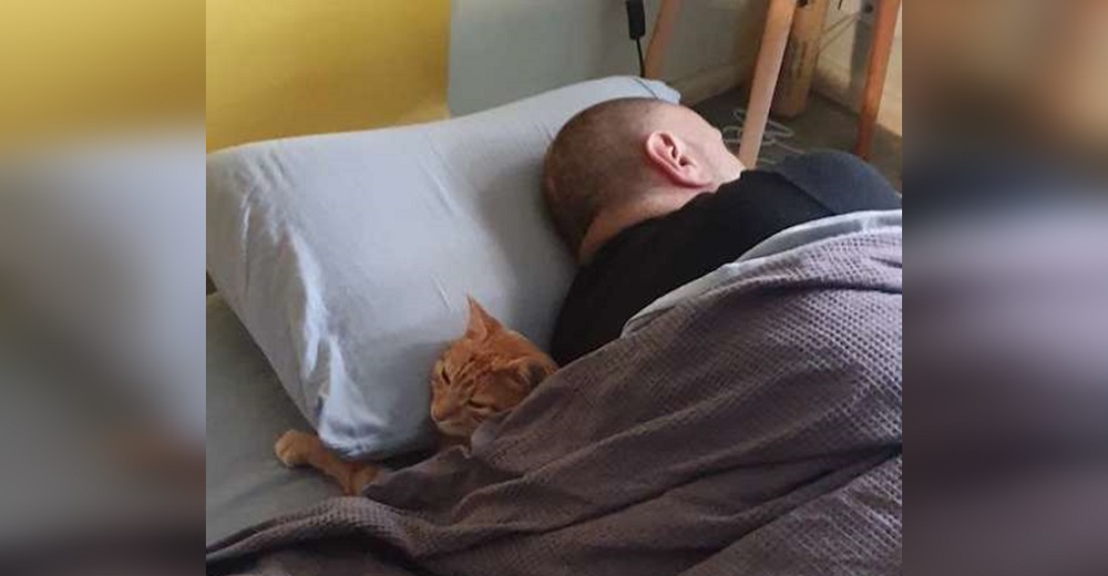 Gato se cuela cada noche en casa de sus vecinos para pasar a dormir con su amigo