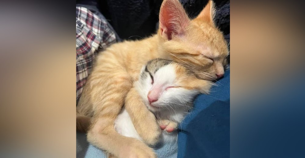 Gatitos rescatados emocionan a sus cuidadores cuando logran encontrar una familia