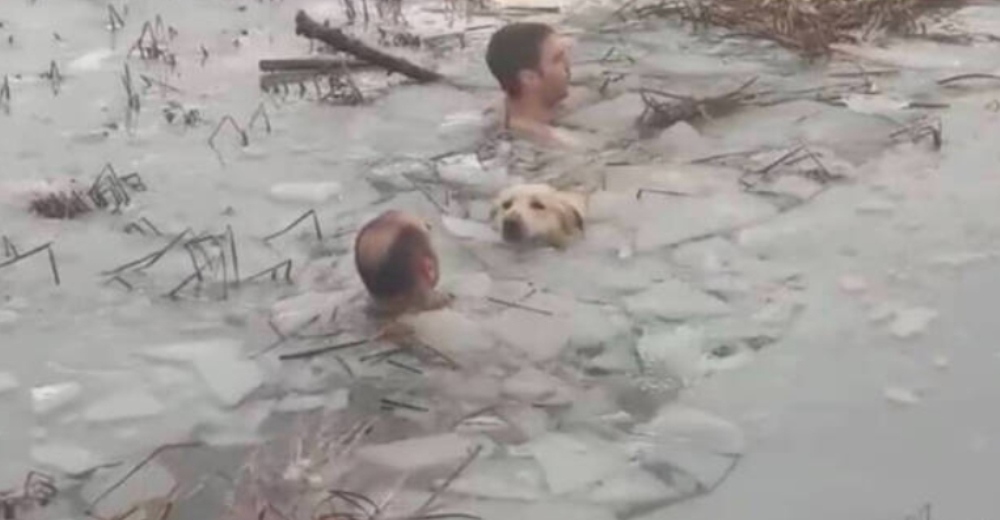 Dos policías salvan la vida de un perro que estaba a punto de ahogarse en un lago helado