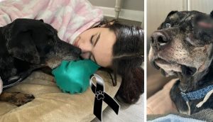 El perro callejero con un tumor que conoció el amor en sus días finales hasta su último aliento