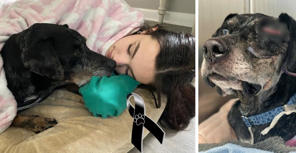 El perro callejero con un tumor que conoció el amor en sus días finales hasta su último aliento
