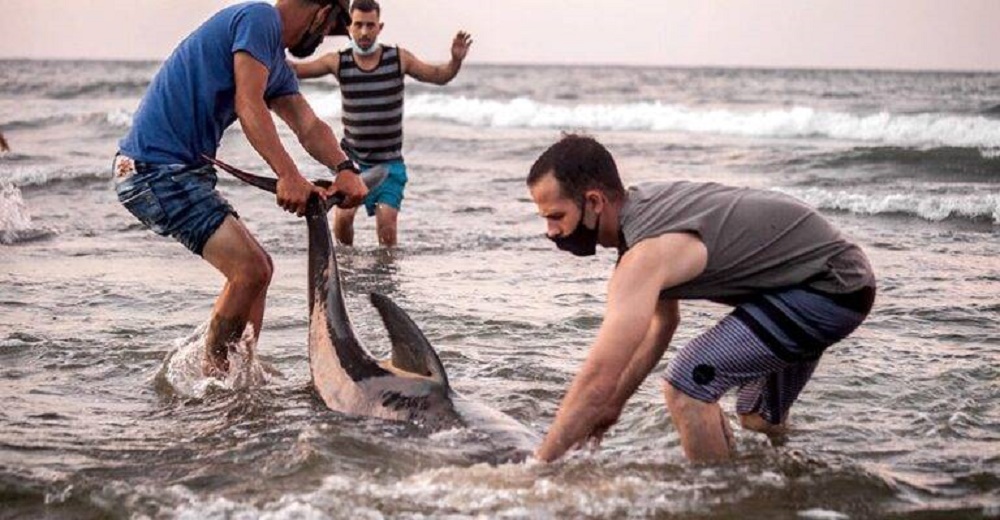 Graban el acto de amor de un grupo de jóvenes hacia dos delfines que luchaban por su vida
