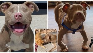 Llevan a casa un pitbull ciego discapacitado para consolar a su gato y ambos cruzan el arcoíris