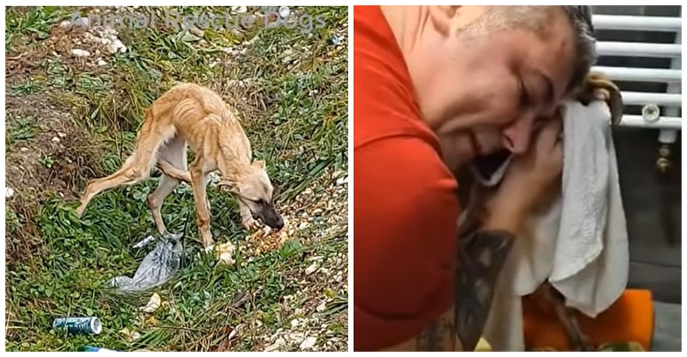 Se acerca a un perro esquelético al borde del camino y al intentar levantarlo rompe a llorar