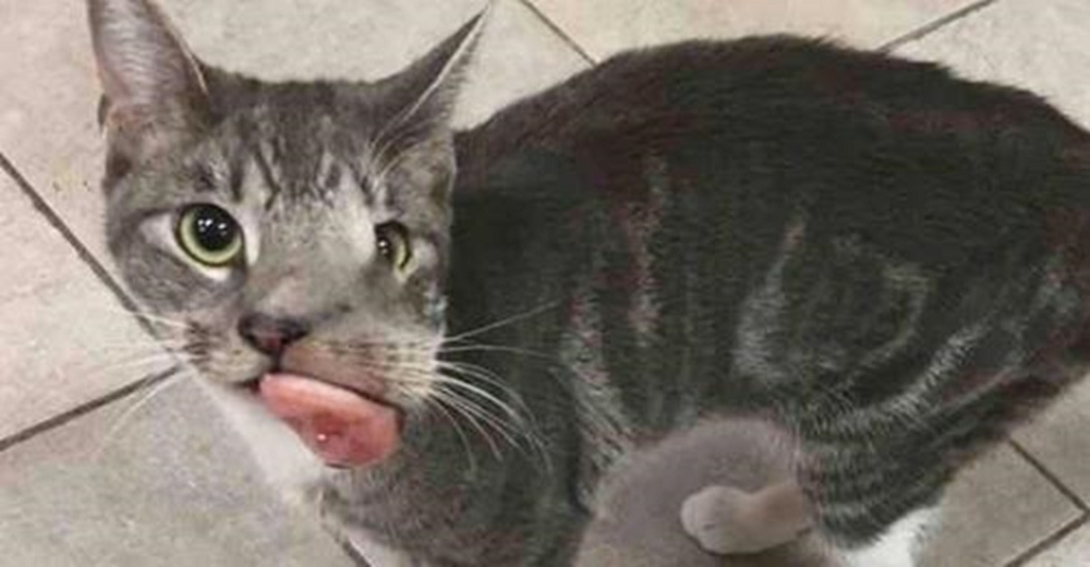 Gatita que sería sacrificada por su gigante tumor en la carita, finalmente recupera su sonrisa