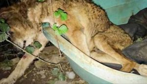 Perro anciano expulsado de su casa se desplomó y esperó a que llegara su hora