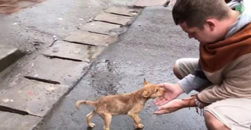 Perrita sin hogar usa su último recurso para que alguien la mire mientras lucha por su vida