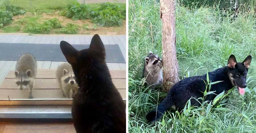 Descubre a los 3 mapaches salvajes que un día rescató pidiendo jugar con el perro