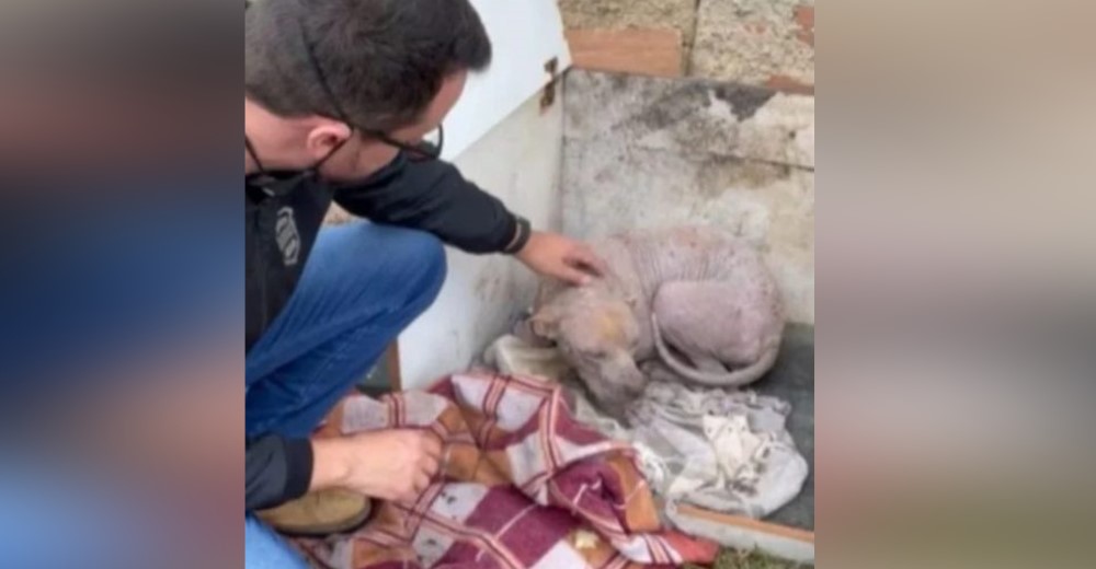 Una inocente pitbull mira con profunda tristeza a sus héroes al ser sacada de la calle