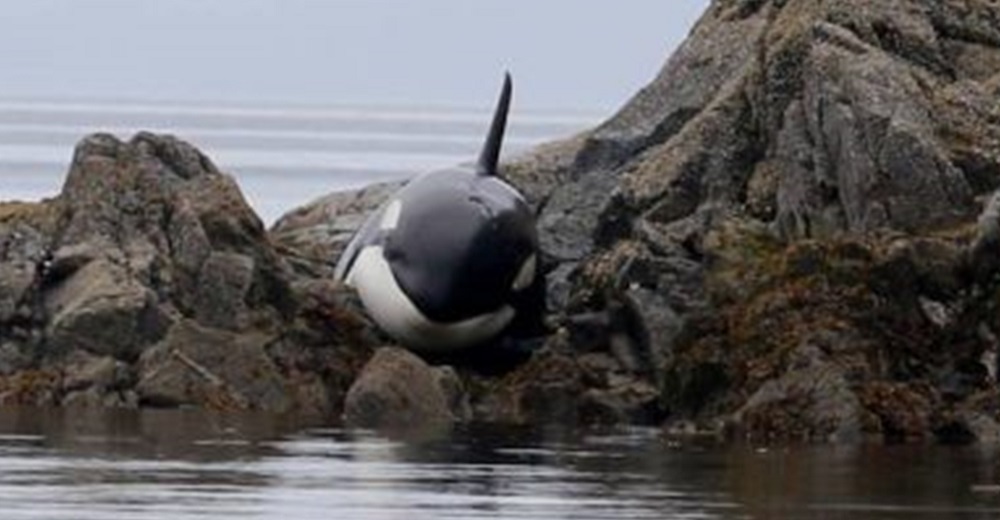 Orca atrapada entre las rocas no dejó de llorar hasta que finalmente llegaron a ayudarla