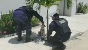 Dos policías se acercan a una inocente perrita que los miraba asustada y son grabados
