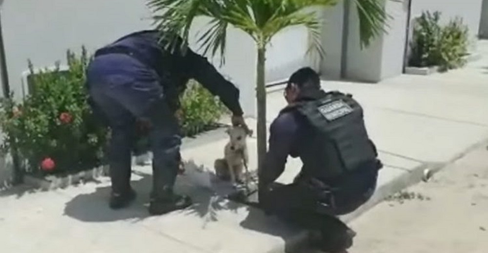 Dos policías se acercan a una inocente perrita que los miraba asustada y son grabados