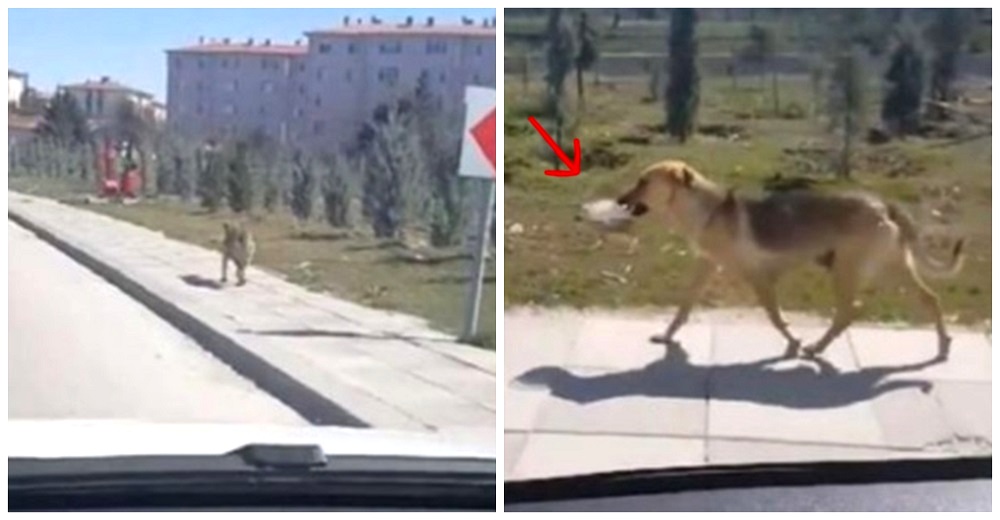 Ve a una perrita callejera corriendo con un plato de comida en el hocico y decide seguirla Ve a una perrita callejera corriendo con un plato de comida en el hocico y decide seguirla