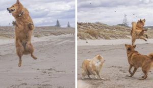 Perrita salta sin parar cuando puso sus patas sobre la arena de la playa