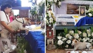 Perro fiel espera durante 15 días a quien más amaba sin saber que había fallecido