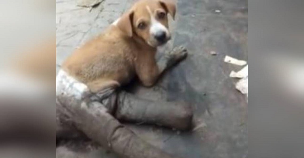 Perrita con las patas traseras vendadas intentaba sobrevivir en la calle Perrita con las patas traseras vendadas intentaba sobrevivir en la calle