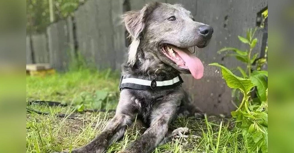 Es el perrito más duce del refugio, pero lleva meses rogando que alguien lo quiera en su hogar Es el perrito más duce del refugio, pero lleva meses rogando que alguien lo quiera en su hogar