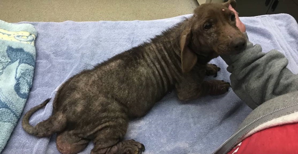 14 perritos se quedan sin hogar tras el fallecimiento de su dueña