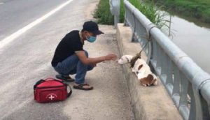 Perrito abandonado en un puente termina rendido ante el amor de su héroe