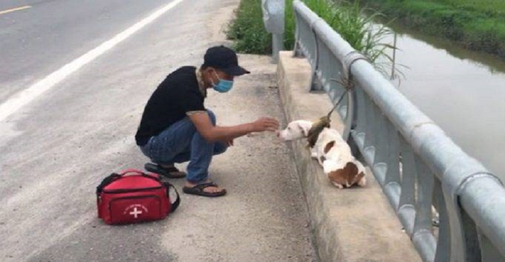 Perrito abandonado en un puente termina rendido ante el amor de su héroe