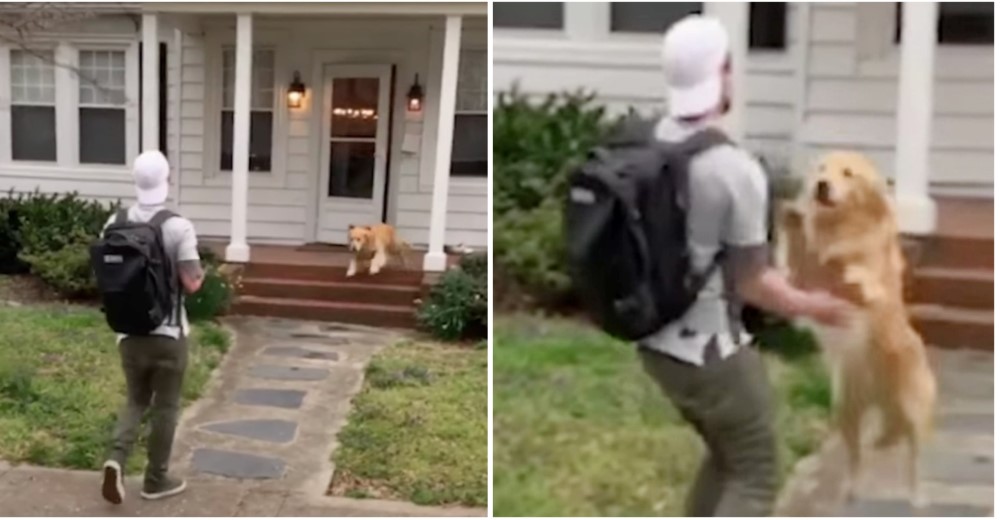 Su perro se abalanza sobre él cuando finalmente regresó a casa