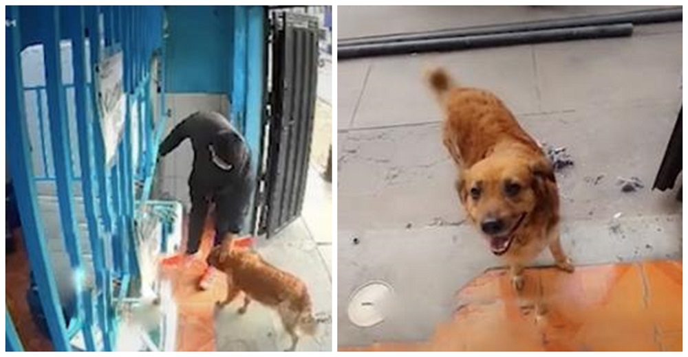Graban al hombre al que un perrito callejero persiguió durante días Graban al hombre al que un perrito callejero persiguió durante días