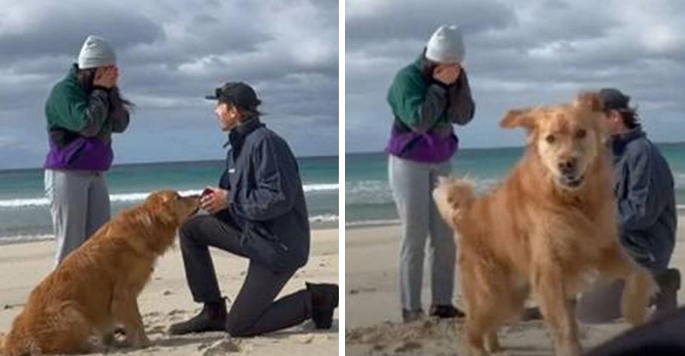Perrito responde ante la pedida de mano de sus dueños Perrito responde ante la pedida de mano de sus dueños