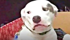 Cachorrito pitbull vio con tristeza cómo su hermano fue adoptado por una familia amorosa y él no