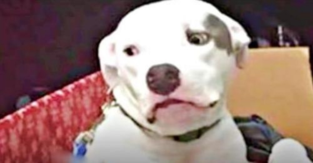 Cachorrito pitbull vio con tristeza cómo su hermano fue adoptado por una familia amorosa y él no