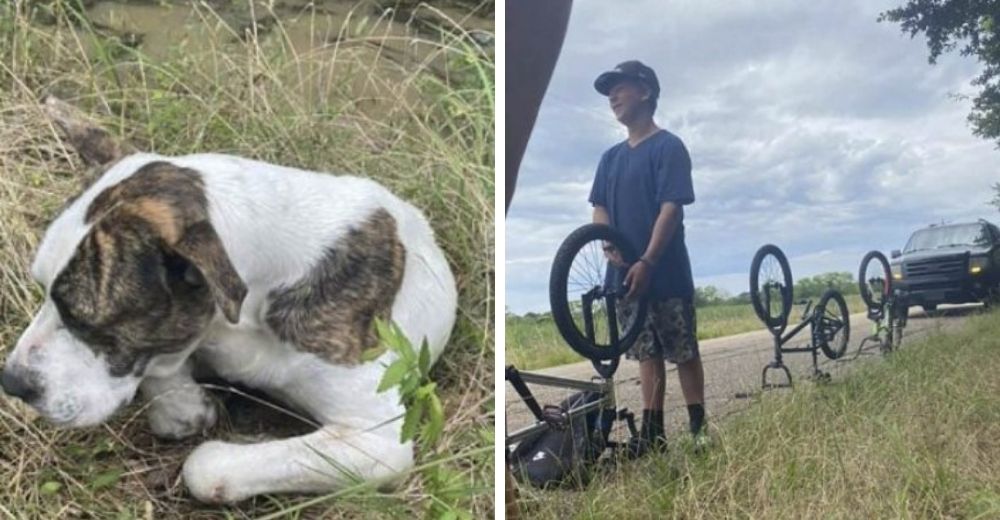 Adolescentes interrumpen su paseo para acercarse al perrito que encontraron en la carretera