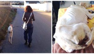 Perrita arrastra su patita rota 3 km guiando a su ángel para que salve a sus bebés