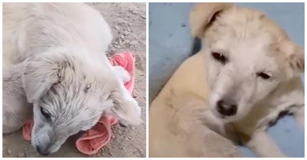 Mujer se acerca al cachorro acurrucado para esconderse, él quiere agradecerle pero no puede Mujer se acerca al cachorro acurrucado para esconderse, él quiere agradecerle pero no puede