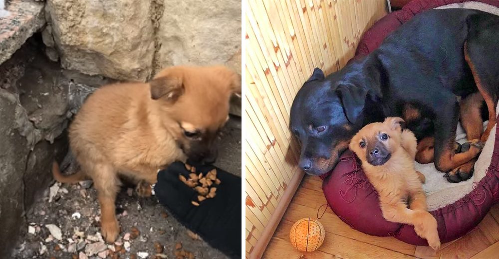Un rottweiler rescata a un cachorro sin hogar y decide criarlo como si fuera suyo