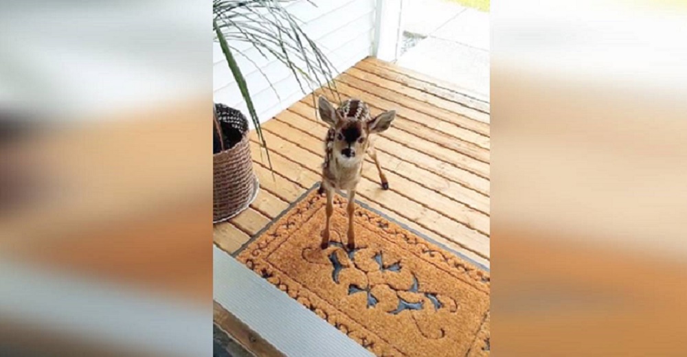 Un cervatillo aparece frente a la puerta de su casa intentando comunicarse