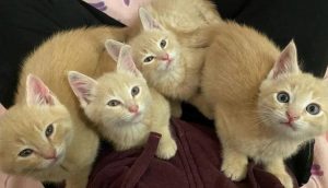 4 gatitos idénticos rescatados se niegan a separarse tras vivir momentos muy duros juntos