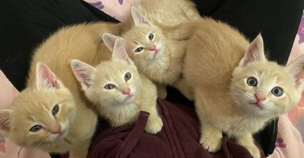 4 gatitos idénticos rescatados se niegan a separarse tras vivir momentos muy duros juntos