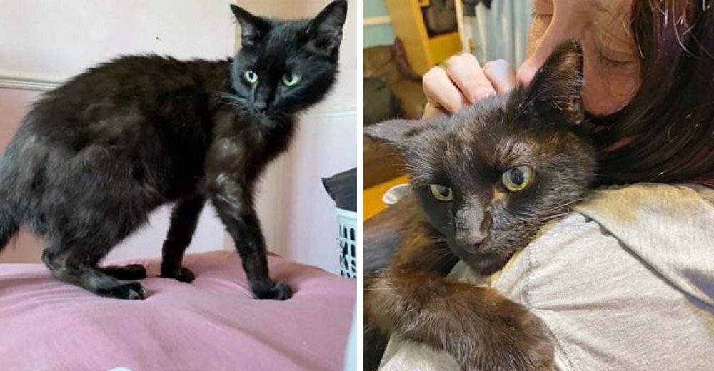 Abraza a su gato desaparecido durante 8 meses tras reconocer su maullido por teléfono