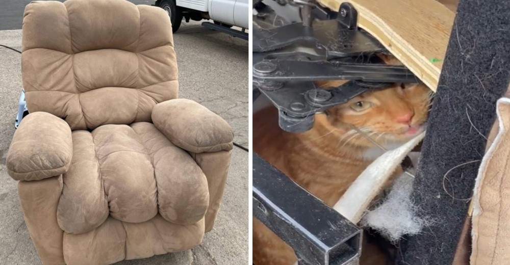 Gato viaja lejos de casa tras quedarse atrapado en un mueble que su familia donó