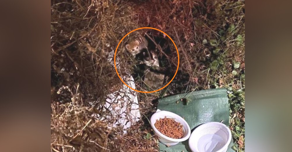 2 gatitos recién nacidos son rescatados entre los arbustos al lado de la carretera