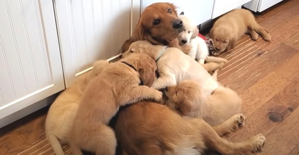 Un agotado papá golden se queja mientras tiene que cuidar de todos sus cachorros