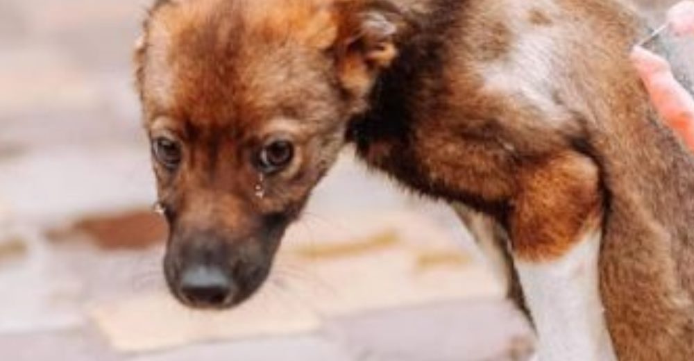 Perrito no contiene las lágrimas cuando lo rescatan tras días de mucho dolor en la calle