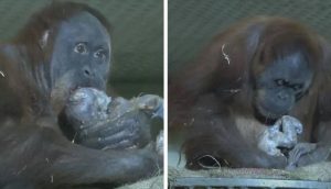 Graban el parto de una orangután en un santuario y emociona a sus cuidadores con su gesto
