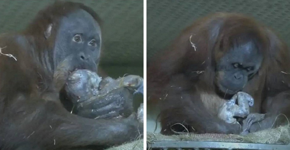 Graban el parto de una orangután en un santuario y emociona a sus cuidadores con su gesto