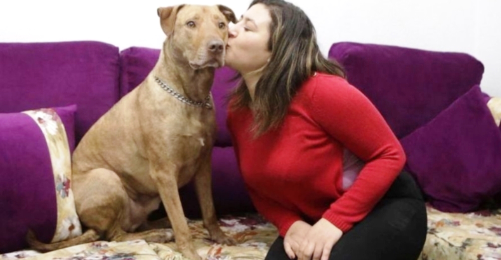 Su mascota es el primer perro considerado como «ser sintiente» para la justicia y teme perderlo